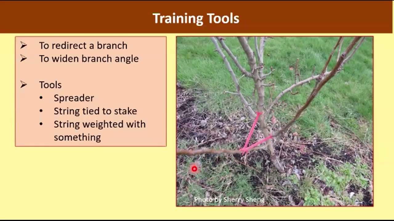 Fruit Tree Pruning with OSU Master Gardeners 2026