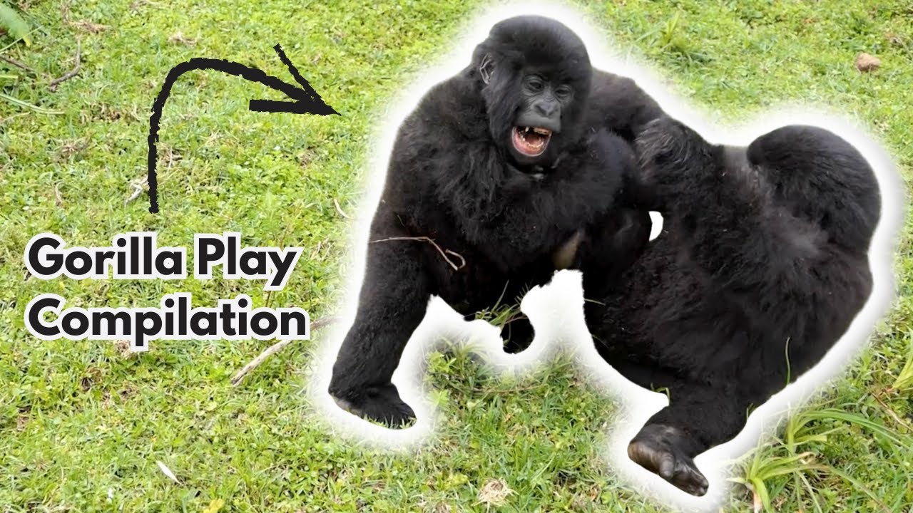 Gorilla Play Compilation! 🦍
