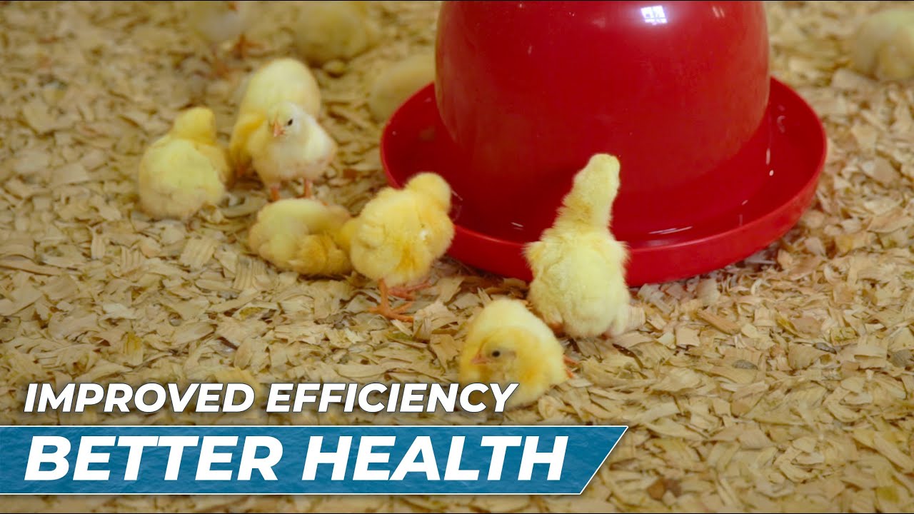 Они ТАК СЧАСТЛИВЫ! Лучшая поилка для кур