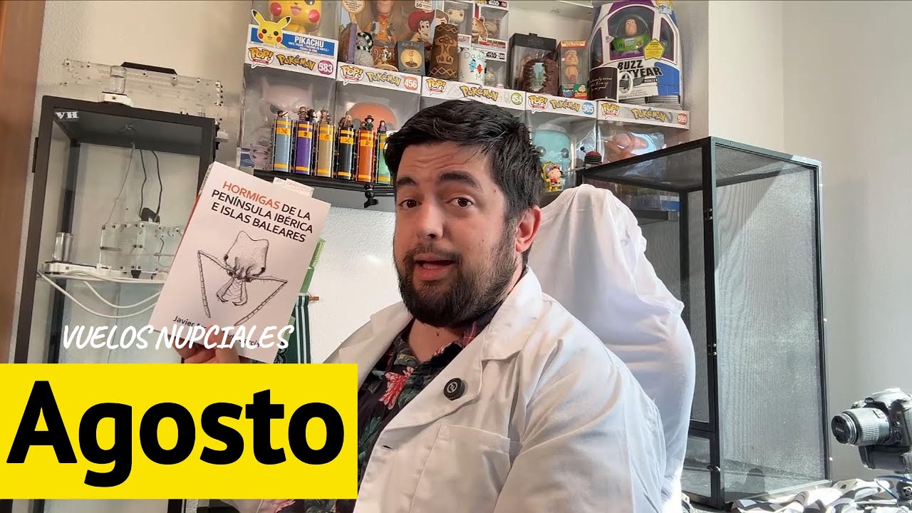Agosto en el Aire 🐜 | Vuelos nupciales de hormigas en España