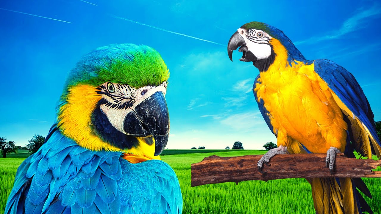 Som de arara cantando:arara azul,arara vermelha,papagaio cantando....