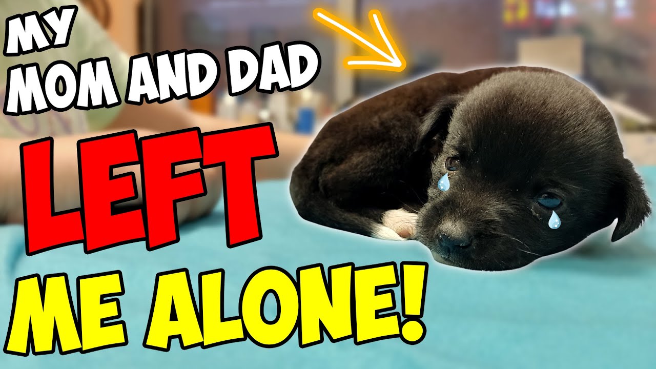 Abandoned Tiny Puppy was Crying in Despair for Days Until This Happened