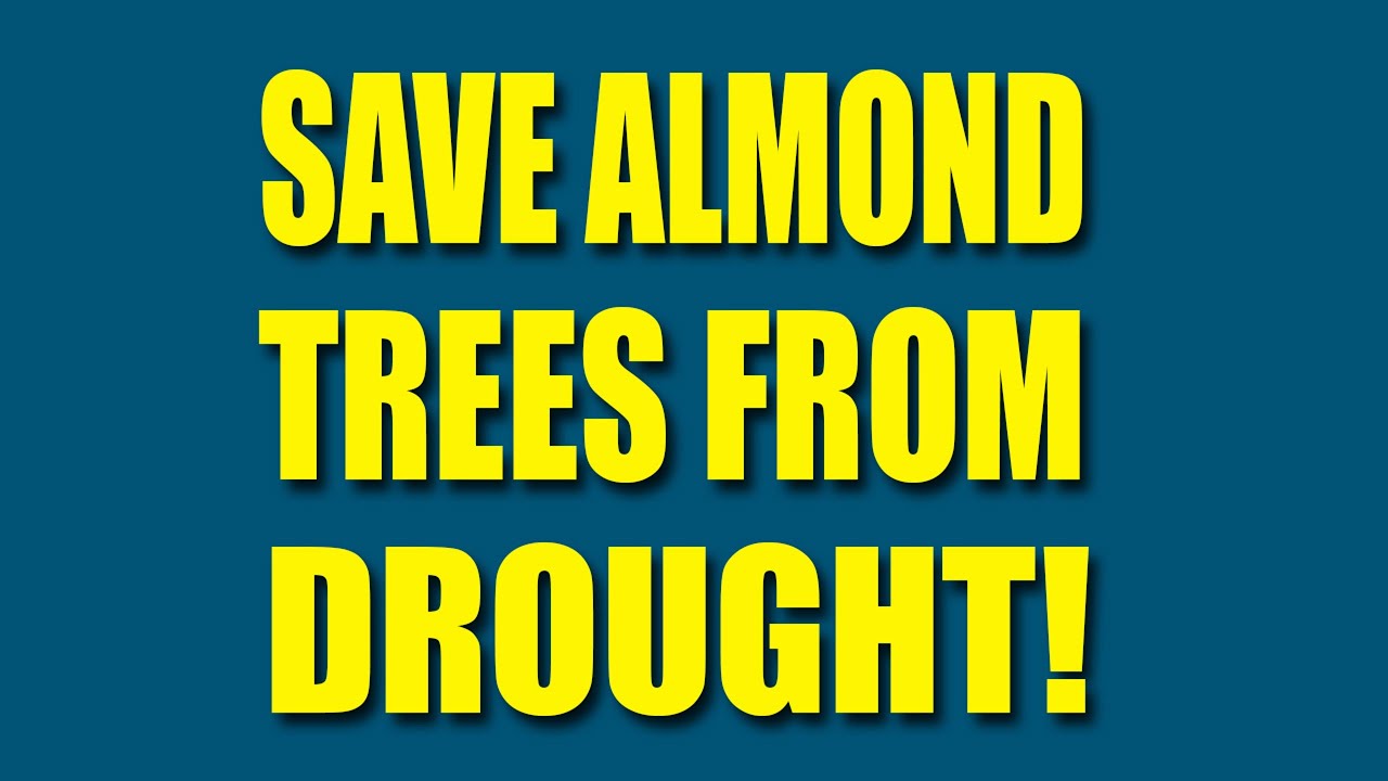 Save Almond Trees from Drought!