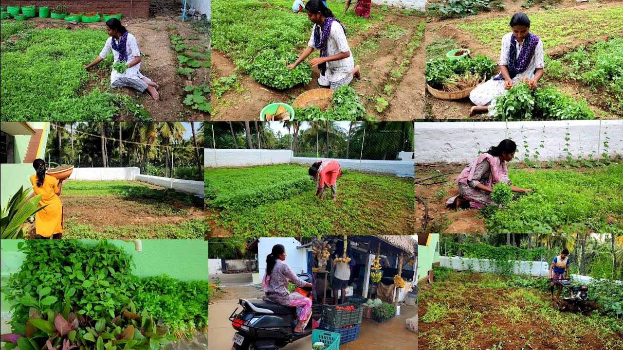 நம்ம வீட்டு தோட்டத்தோட முதல் கீரை அறுவடை பண்ணியாச்சுங்க 🌱Fresh greens harvesting🍀New Homegarden work