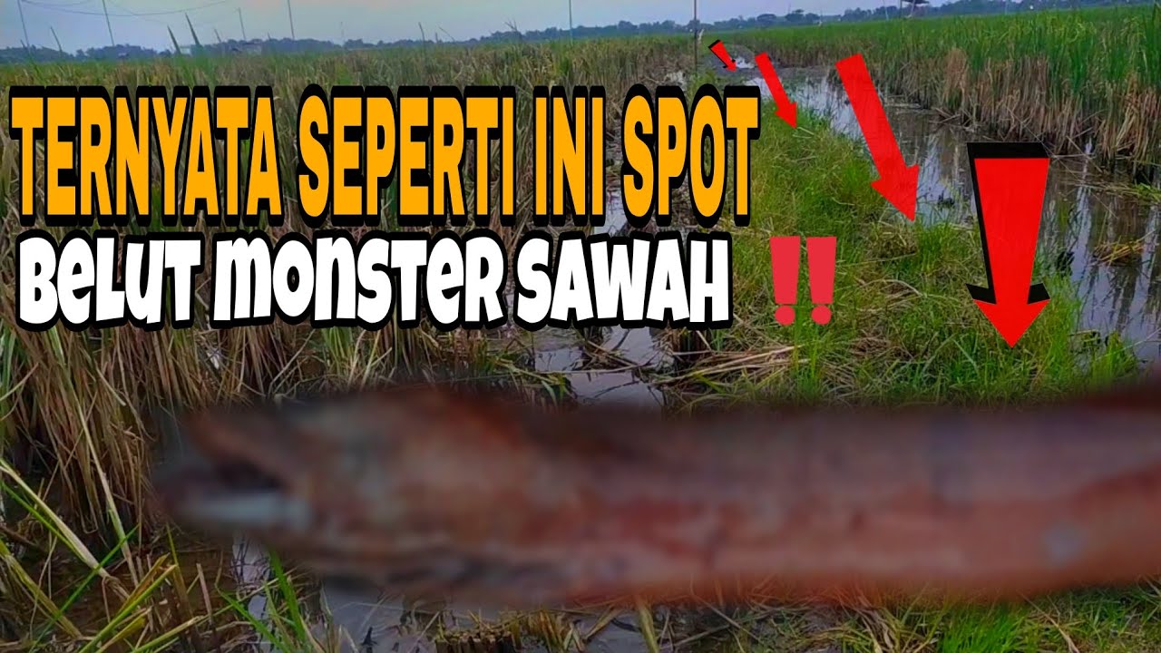SATU PEMATANG DI HUNI BANYAK BELUT MONSTER SAWAH ‼️‼️‼️‼️