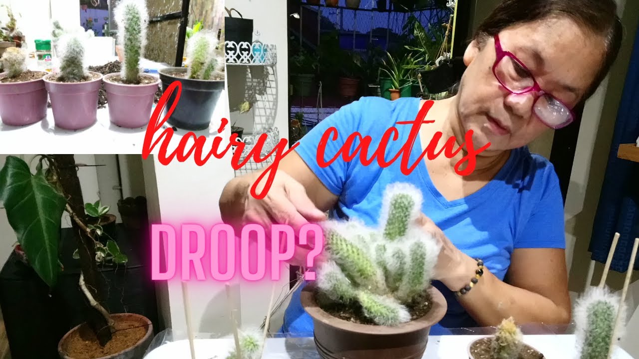 Hairy Cactus drooping || repotting /propagating @passionat60