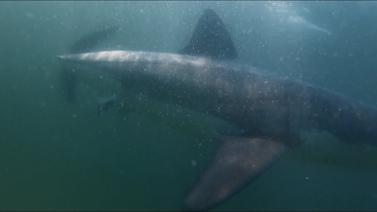 Viewing Great White Sharks on Cape Cod