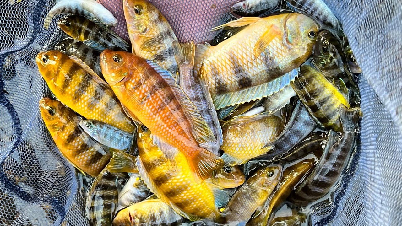 ホモサピさんと大繁殖したシクリッドを大量捕獲してみると！？