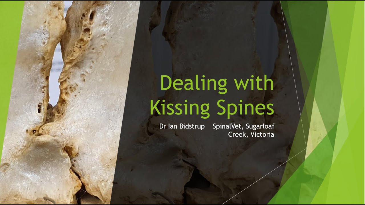 Dealing with Kissing Spines in horses