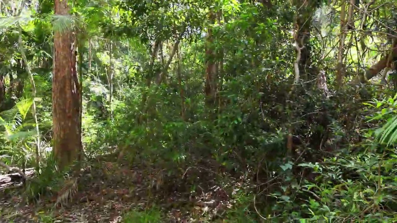 Backyard Forest Walk