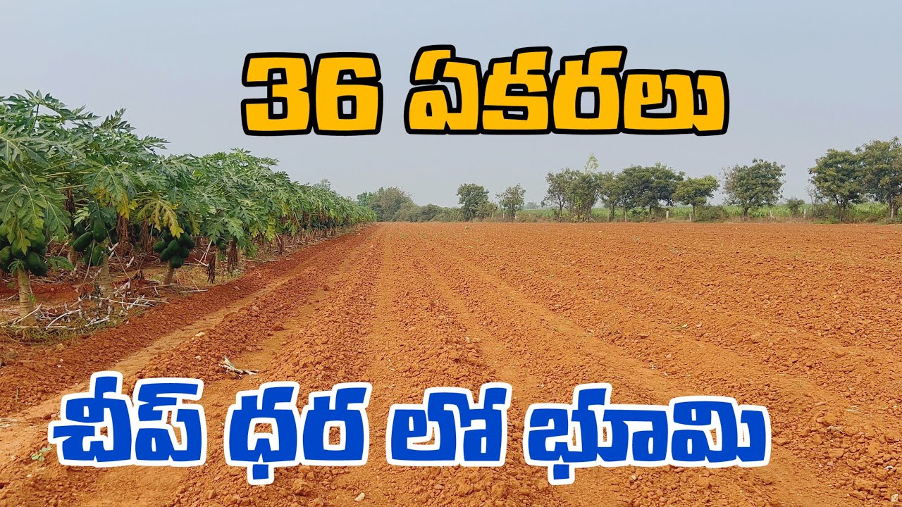 36 Acres Farming Land | Real Golden Investment గ్రామంలో 36 ఎకరాలు పెట్టుబడి పెట్టడానికి బెస్ట్ టైమ్