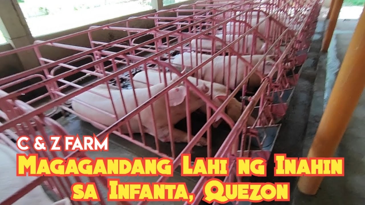 Magagandang Lahi ng Inahing Baboy | High Quality Breeder Stocks