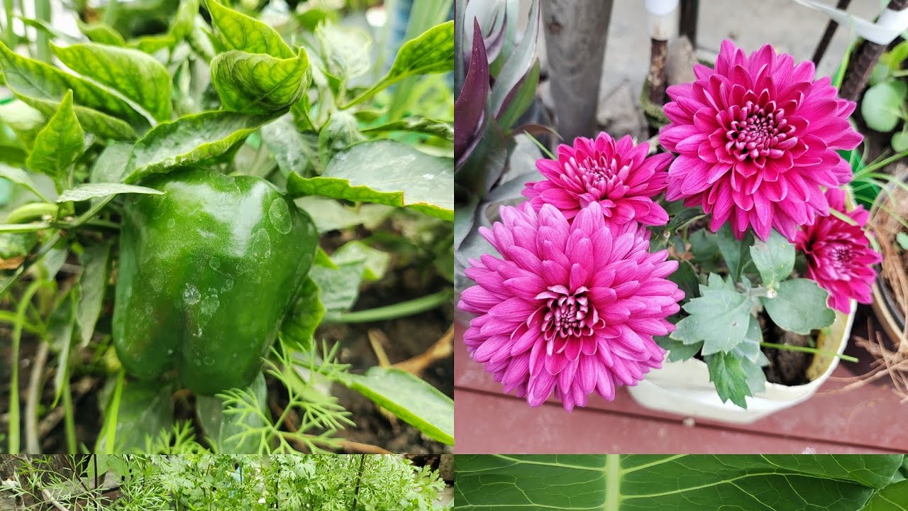 ☃️दिसंबर जनवरी⛄ में उगाई जाने वाली 🍀सब्जियों☘️ की हार्वेस्टिंग एवं जानकारी