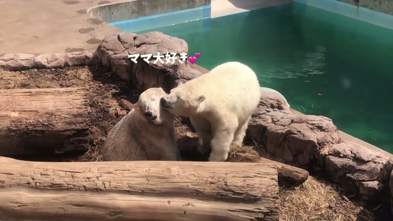 やっぱりママが大好きなフブキ❤️