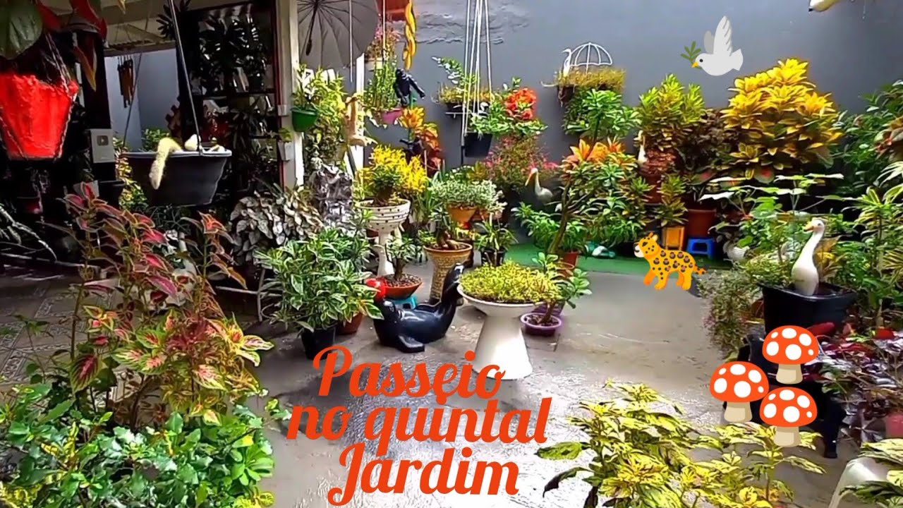 Meu quintal jardim cheio de plantas!dicas maravilhosas tudo que você precisa saber!