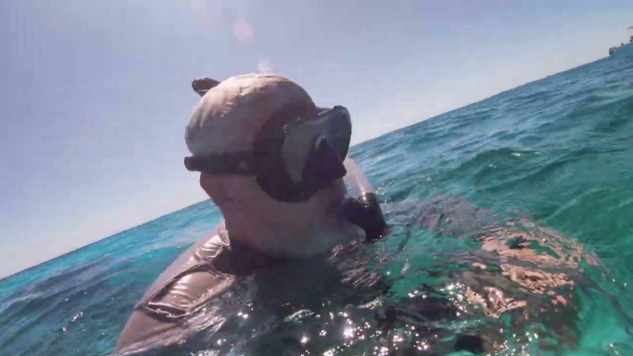Snorkeling Coral Gardens off Caye Caulker, Belize - Tsunami Tours Half Day *Extended Cut* Feb 7, '26