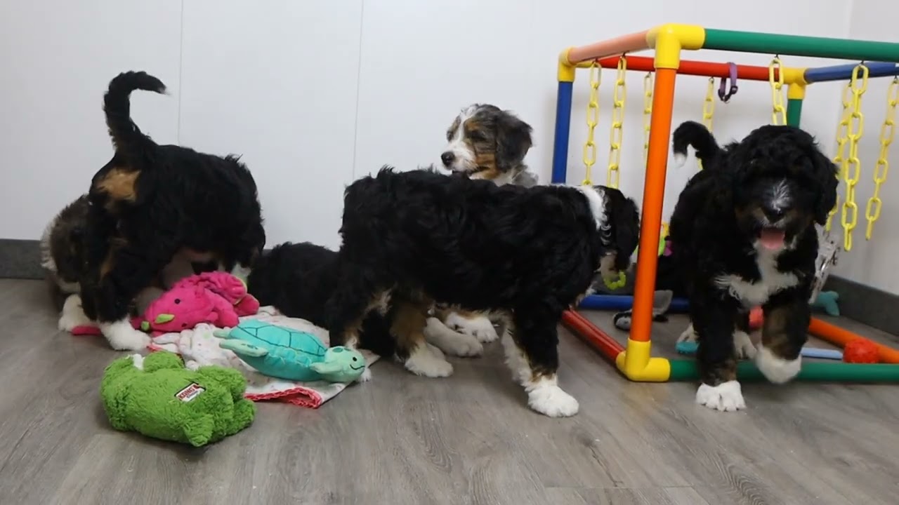 Blue Diamond Candy Standard Bernedoodle Litter