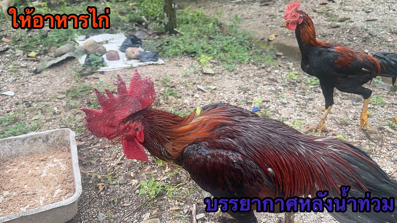 บรรยากาศหลังน้ำท่วม