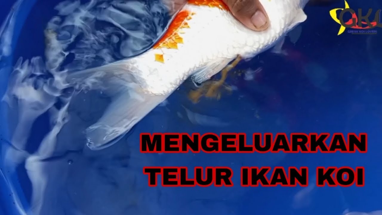 CARA MENGELUARKAN TELUR IKAN KOI SECARA MANUAL || AGAR TIDAK BERTELUR DI KOLAM @GRESIK KOI LOVERS