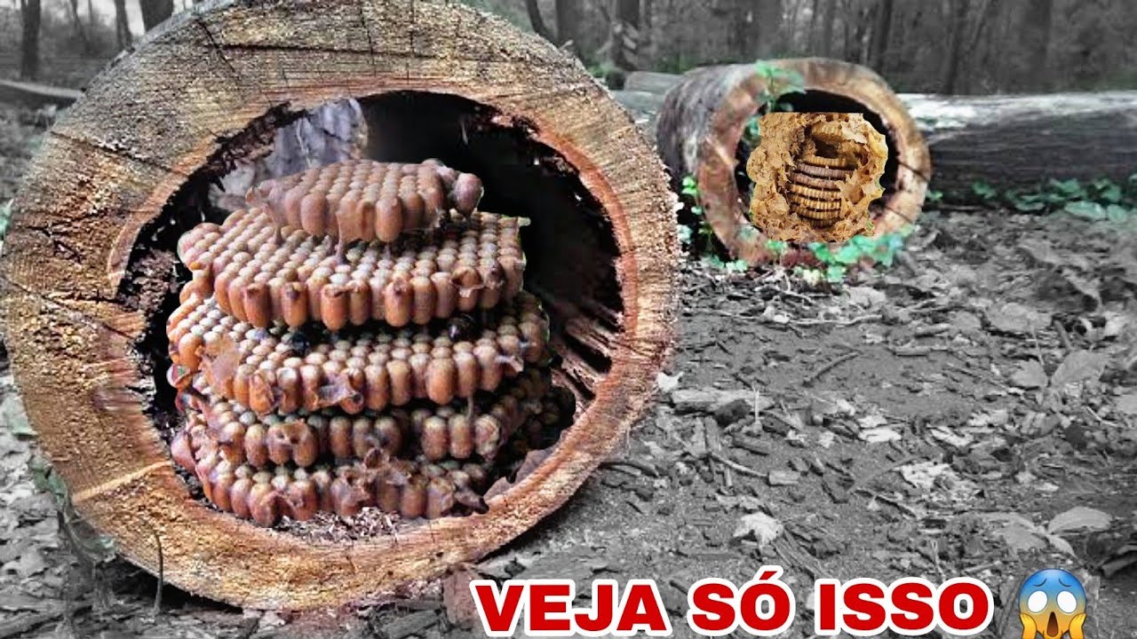 Fui RETIRAR uma ABELHA URUÇU do TRONCO (veja que ESPETÁCULO)