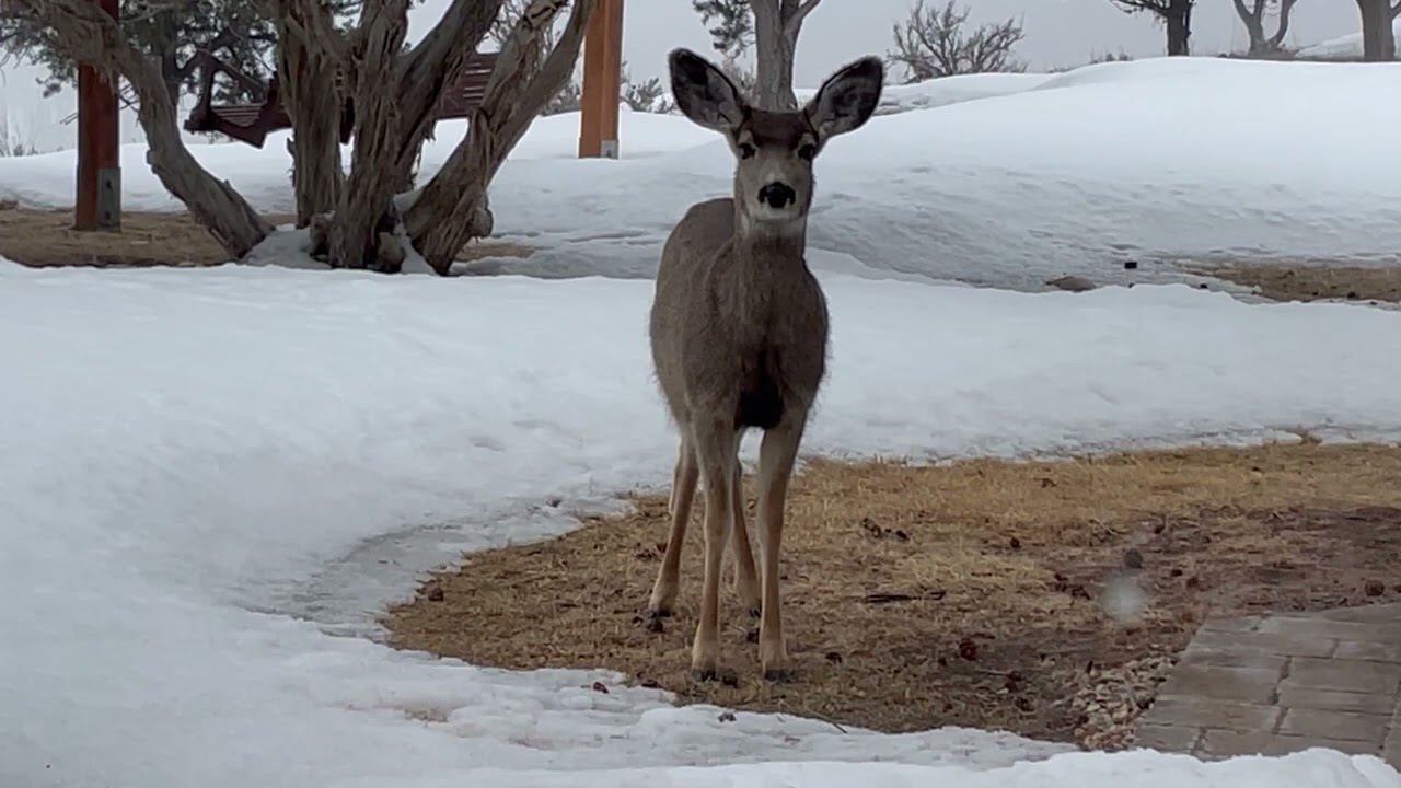 9 Minute Eye-Gazing Meditation - Lucy and the Deer
