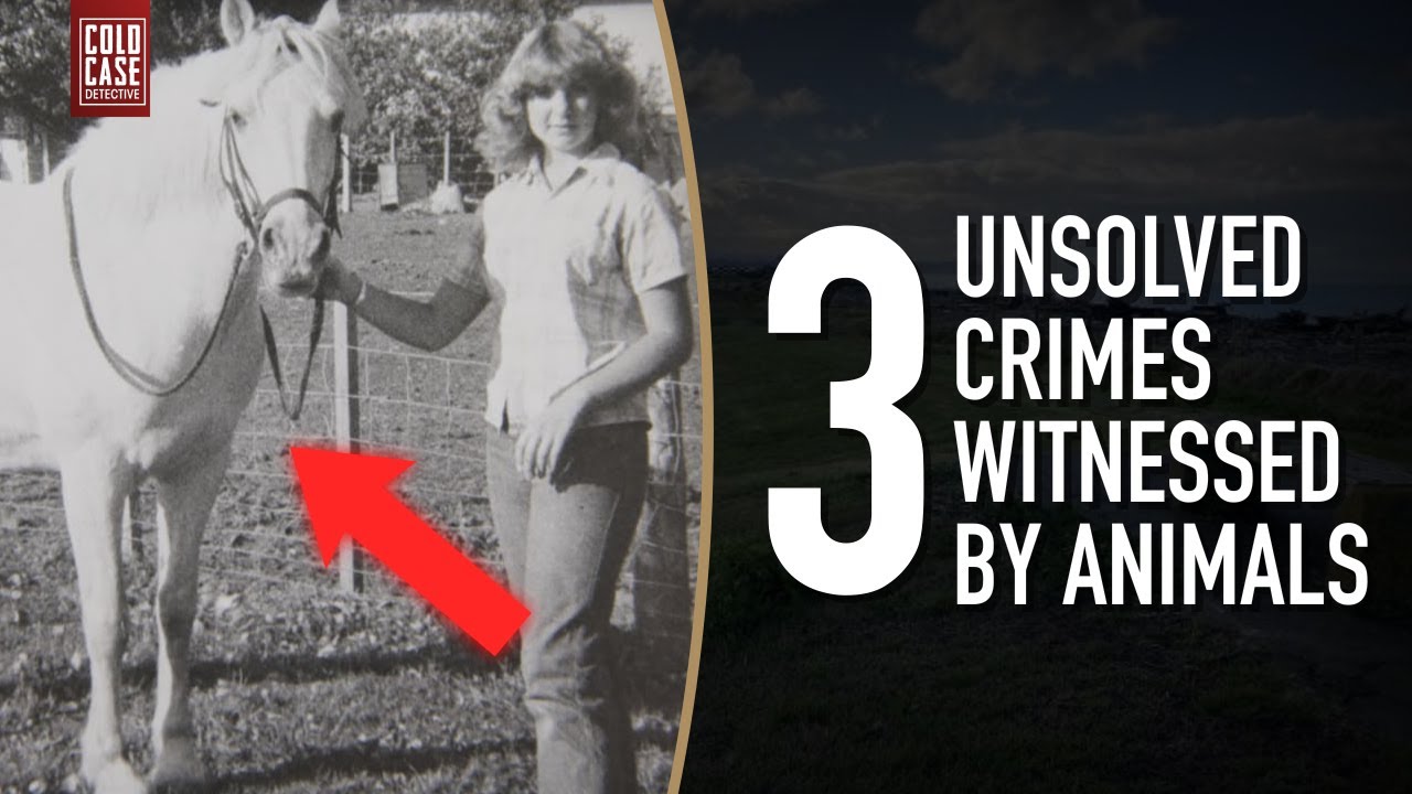 3 Unsolved Cold Cases Witnessed by Animals...