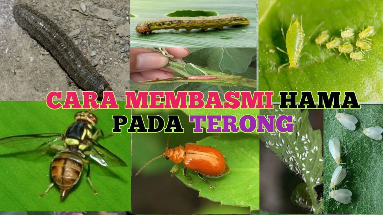 cara membasmi hama (Lalat buah,ulat penggerek batang,ulat grayak, kutu kebul,aphid,oteng oteng