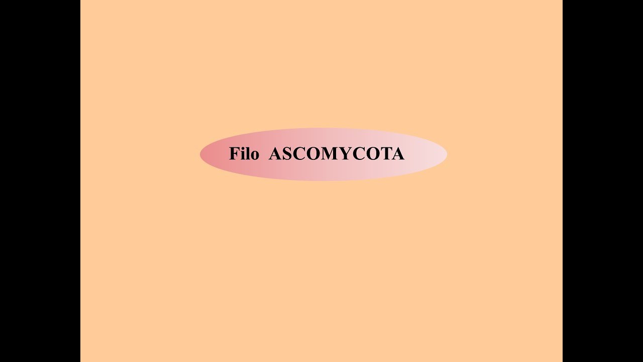 Fungos: Filo Ascomycota. Profa. Cristina