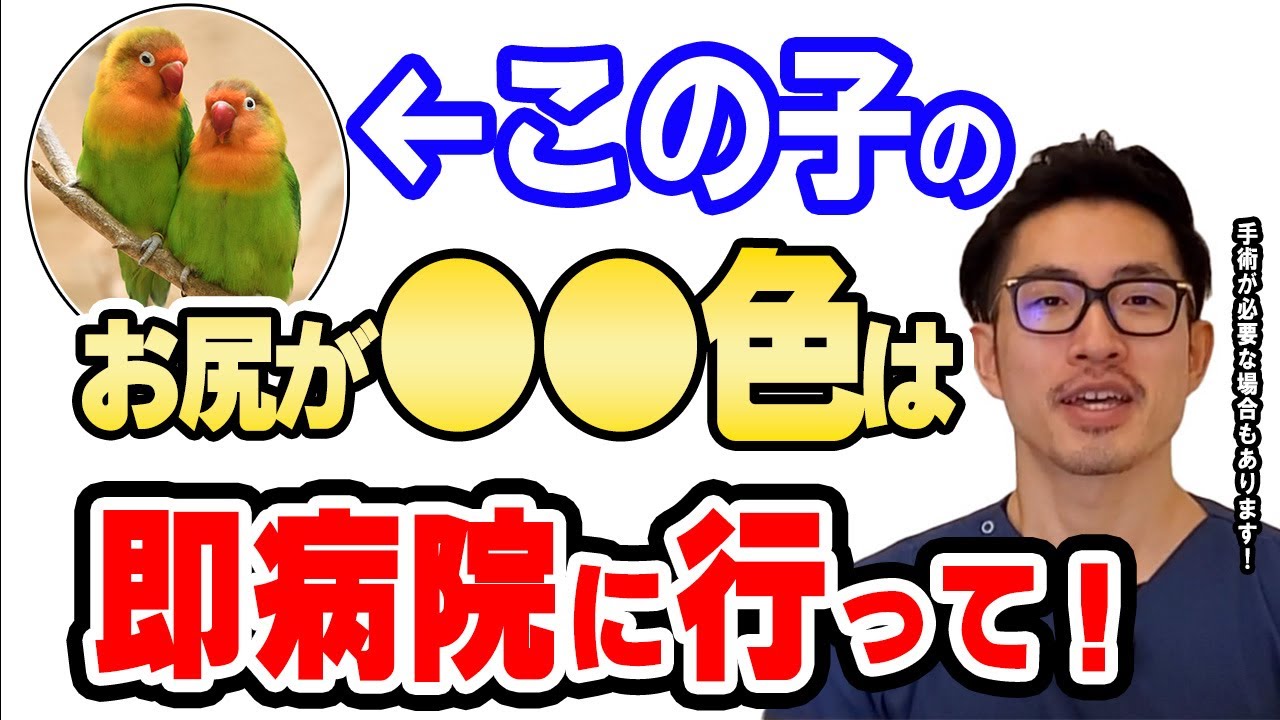 【質問コーナー】インコ気付いたら根本から爪が折れてなくなっていた。また生えてくる？文鳥話をしていると飛んできて激しく噛む。理由がある？看護師さんに恋をした。度々病院に行く方がいいのなどに答えました！