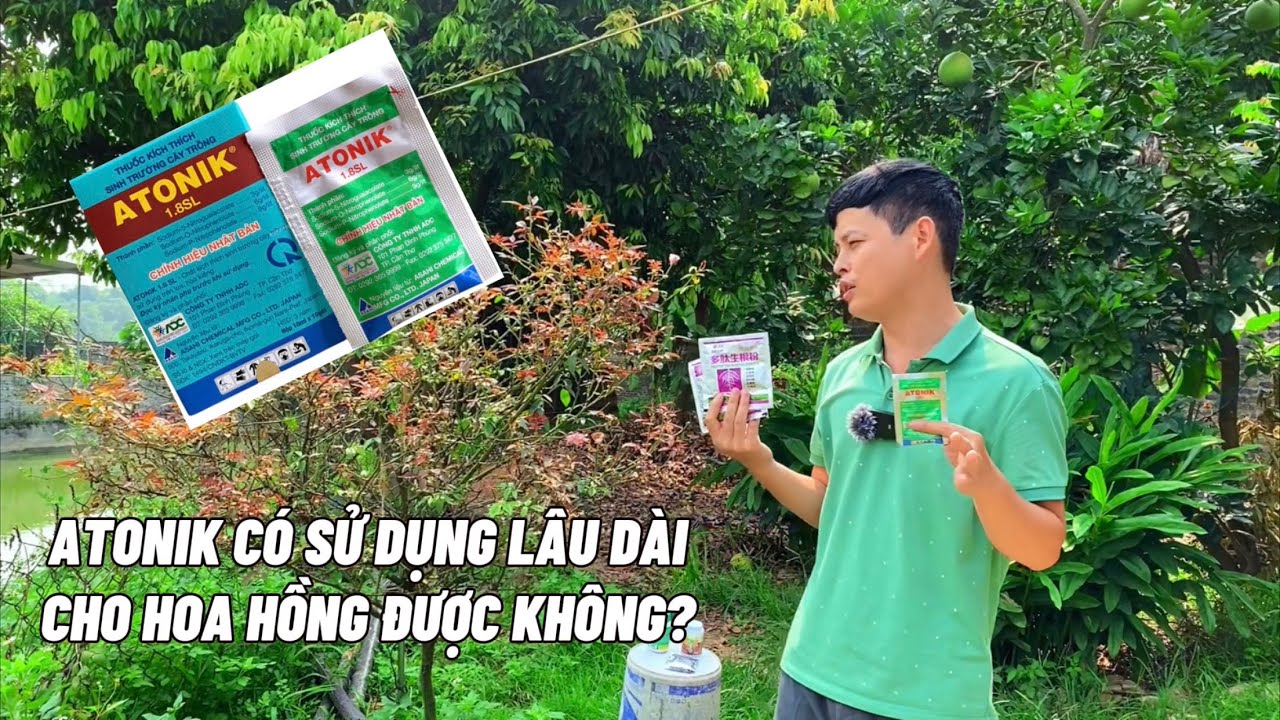 Atonik có sử dụng lâu dài cho hoa hồng được không?
