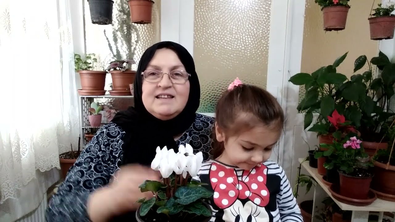 SIKLAMEN (TAVŞAN KULAĞI) ÇİÇEKLERİMİZE YAZIN NE OLACAK ?