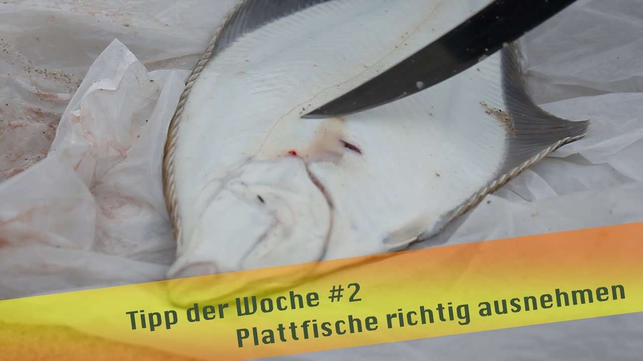 Tipp der Woche #2 Plattfische richtig ausnehmen