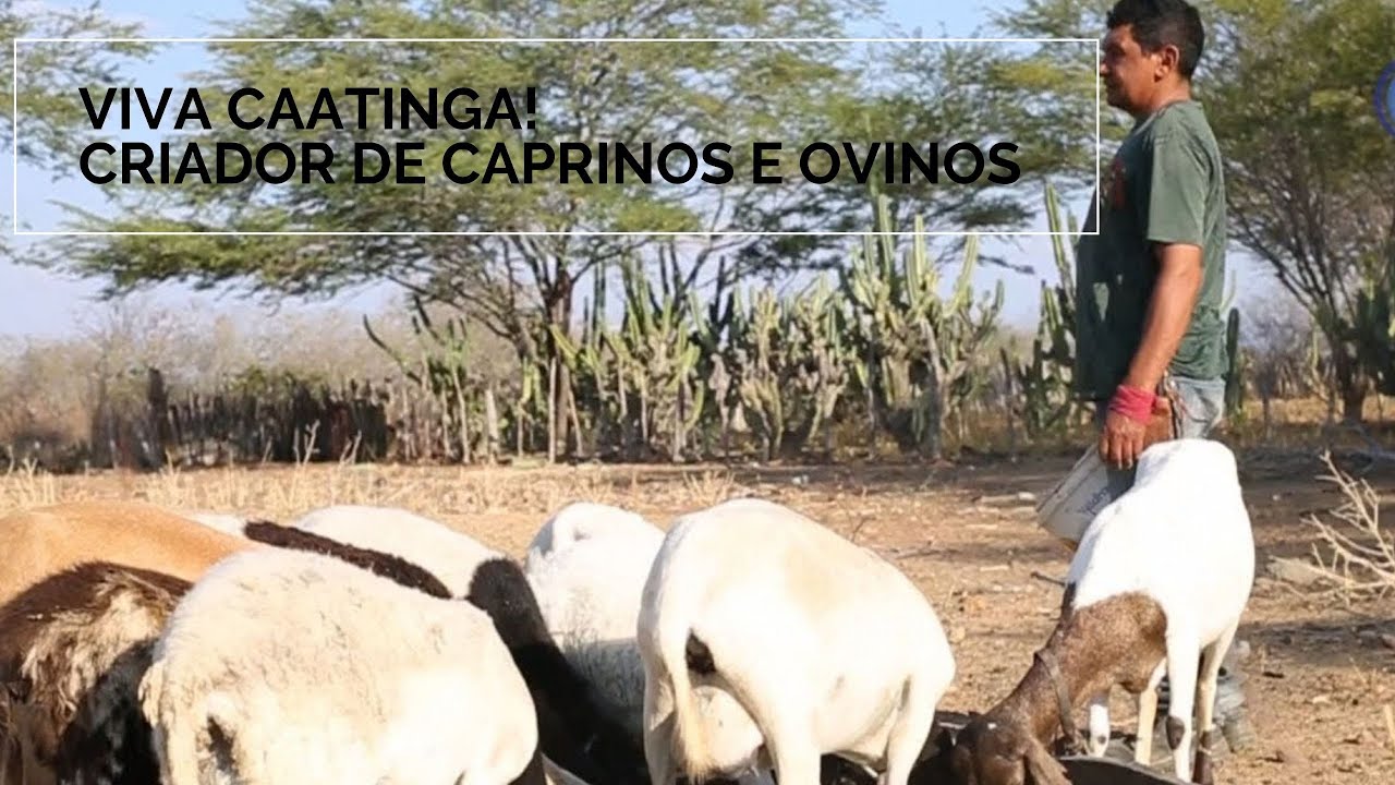 Viva Caatinga! Criador de caprinos e ovinos