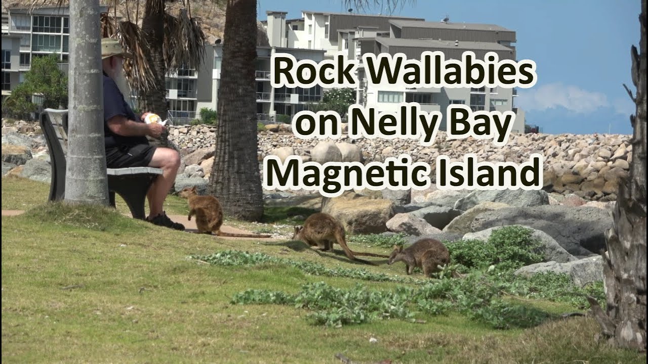Rock Wallabies on Nelly Bay , Magnetic Island