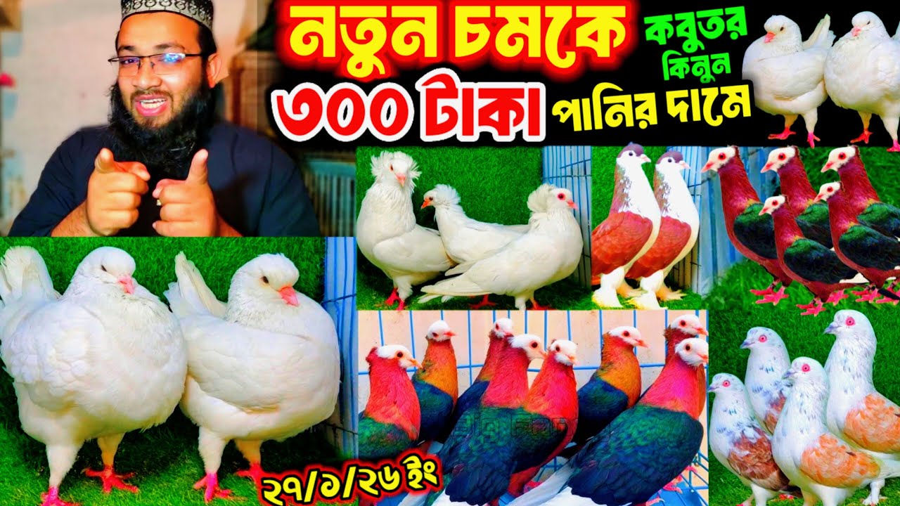 আজ মাত্র ৩০০ টাকা পিস সুকিং বুম্বাই কবুতর কিনুন | একদম পাইকারি দামে কবুতর বিক্রি | low price pigeon