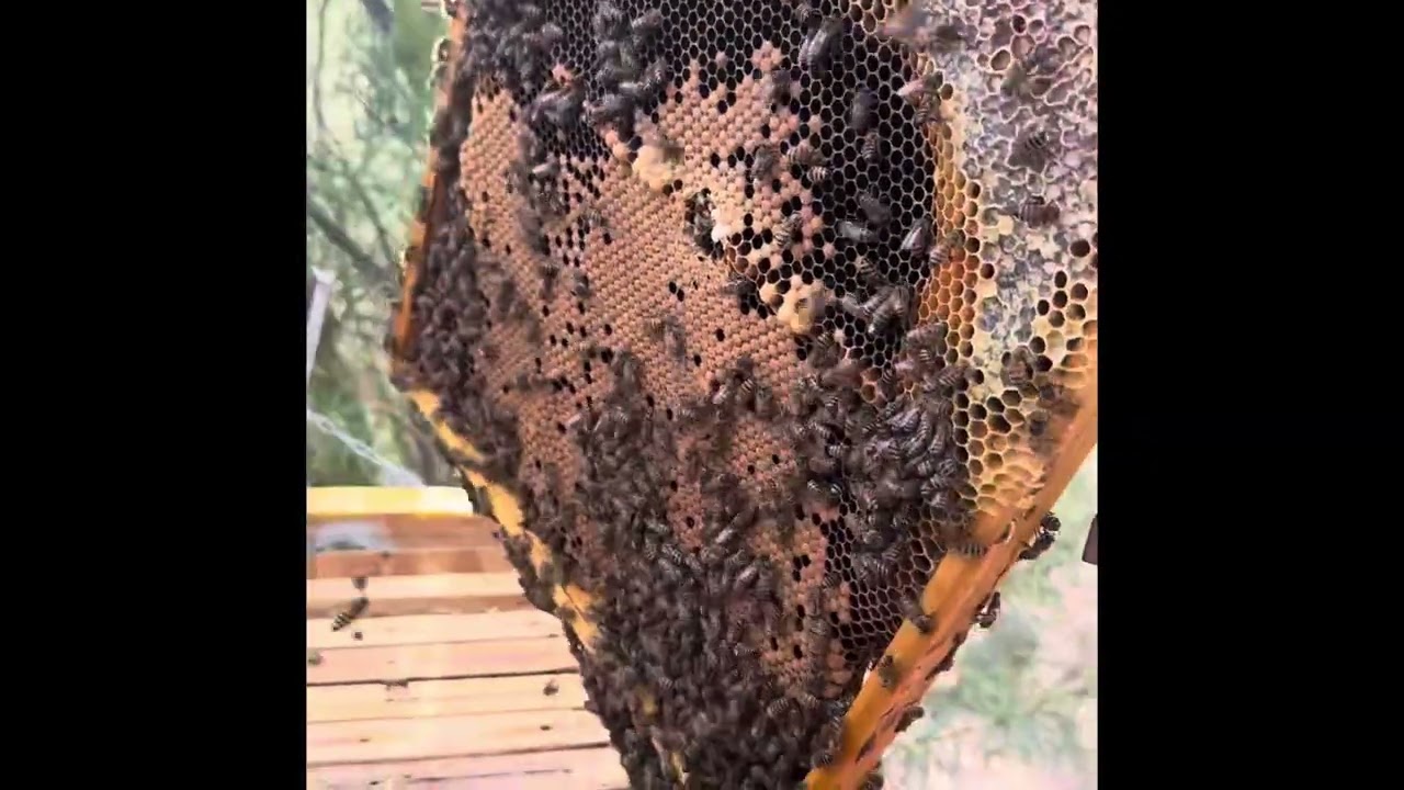 Helping Roy Requeen Layens Hive #arizona #beekeeping 