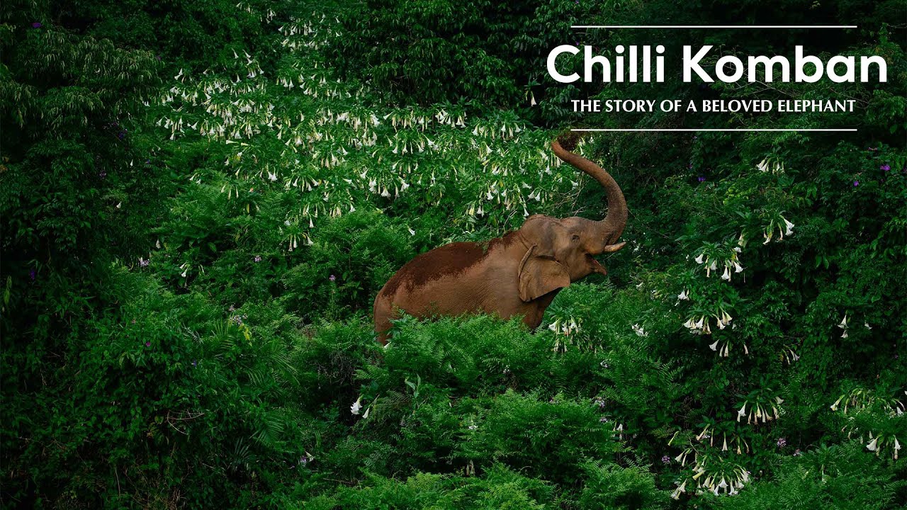 The Story of Chilli Komban | Not a Rogue, But a Victim | World Elephant Day | @RoundglassSustain
