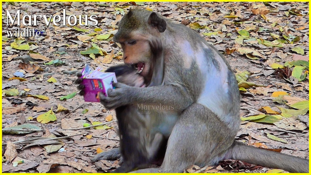 Great...! Mom Jazzy gives new experiencee to baby Jiva d/isobedientt, while was busyy