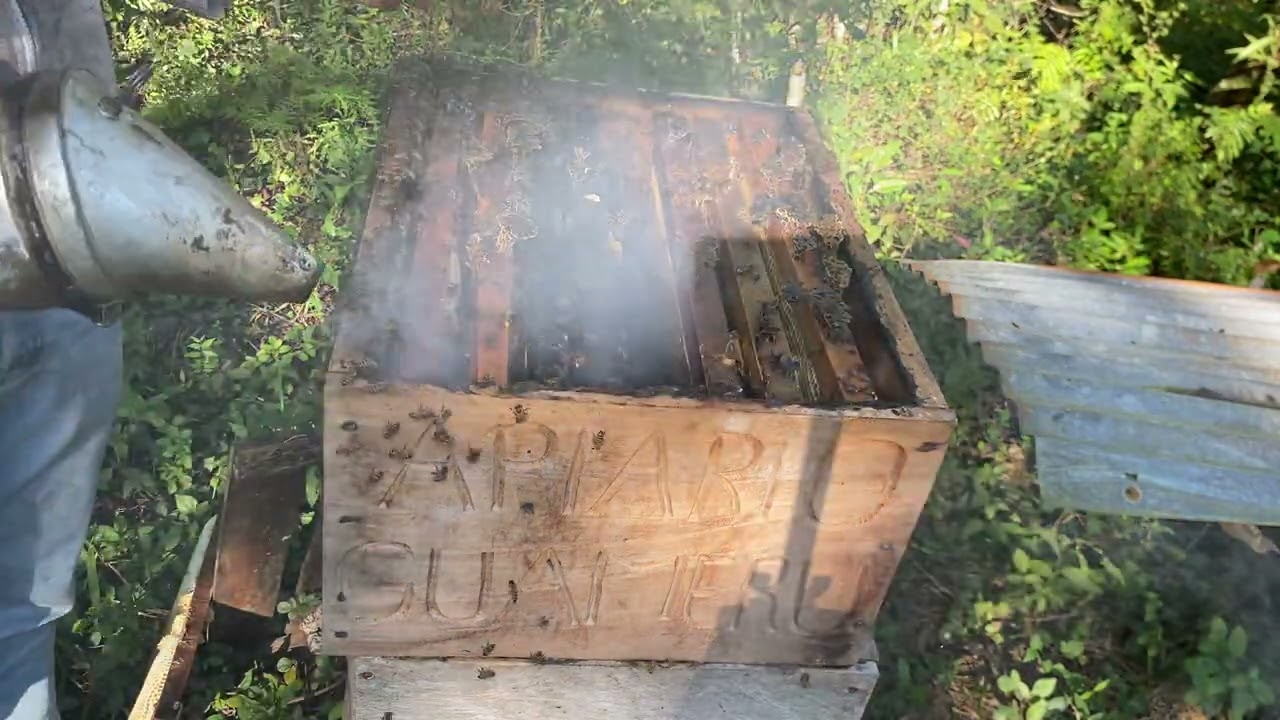 Sacando miel de abejas africanízalas!🐝 te gustaría que fueran asi de mansas y tranquilas? O enojadas