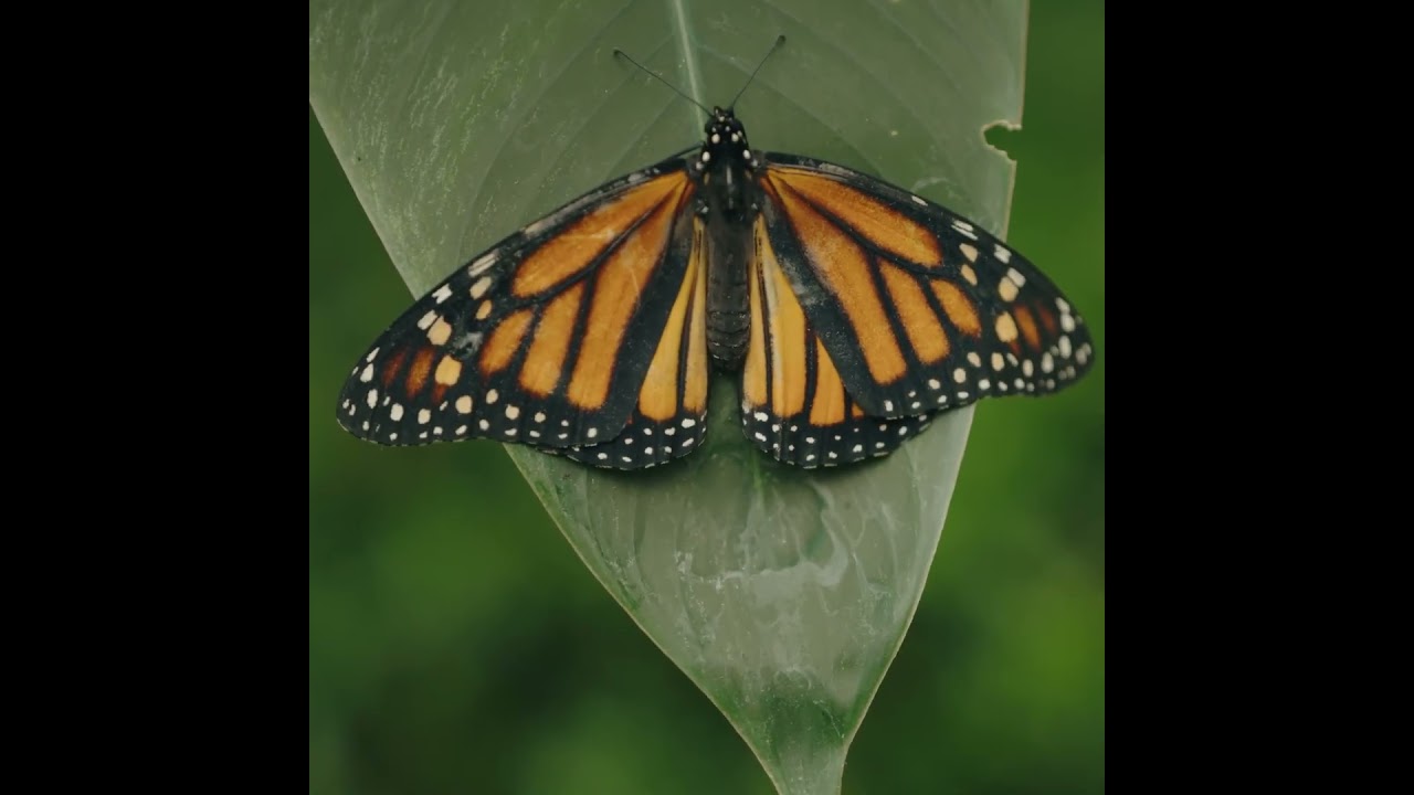🦋 Selvatura Park:  Butterfly Garden | Monteverde, Costa Rica