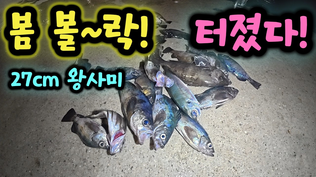 봄 볼락 터졌다!!#볼락#볼락낚시