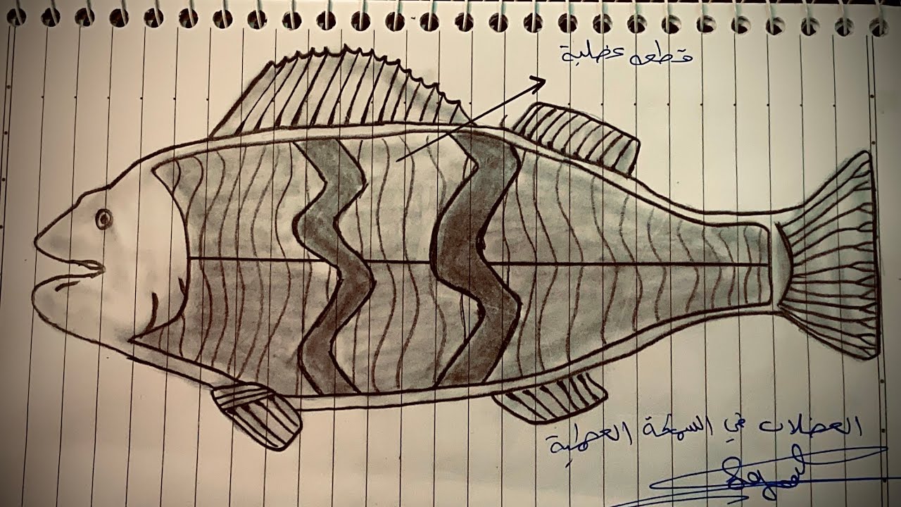 رسم العضلات في السمكة العضمية للصف #الرابع_العلمي #الفصل_السادس 💞🐟