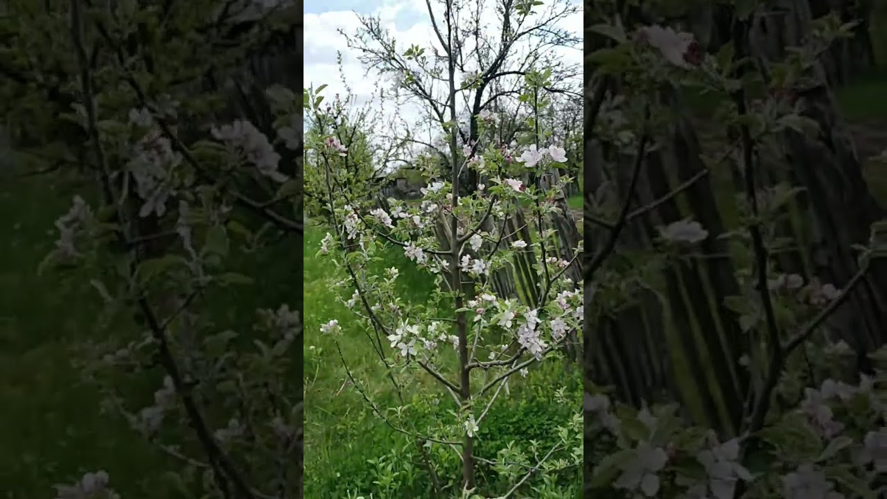 Măr Pinova, primăvara 2023/Pinova apple in bloom