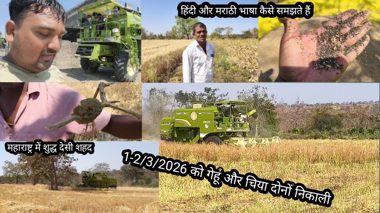 आज निकाली कंबाइन से गेहूं और चिया सीड दोनों महाराष्ट्र में शुद्ध देसी शहद मराठी भाषा को कैसे समझे 