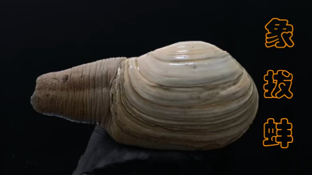 象拔蚌都哪里不能吃，你们知道吗？【老郭美食】
