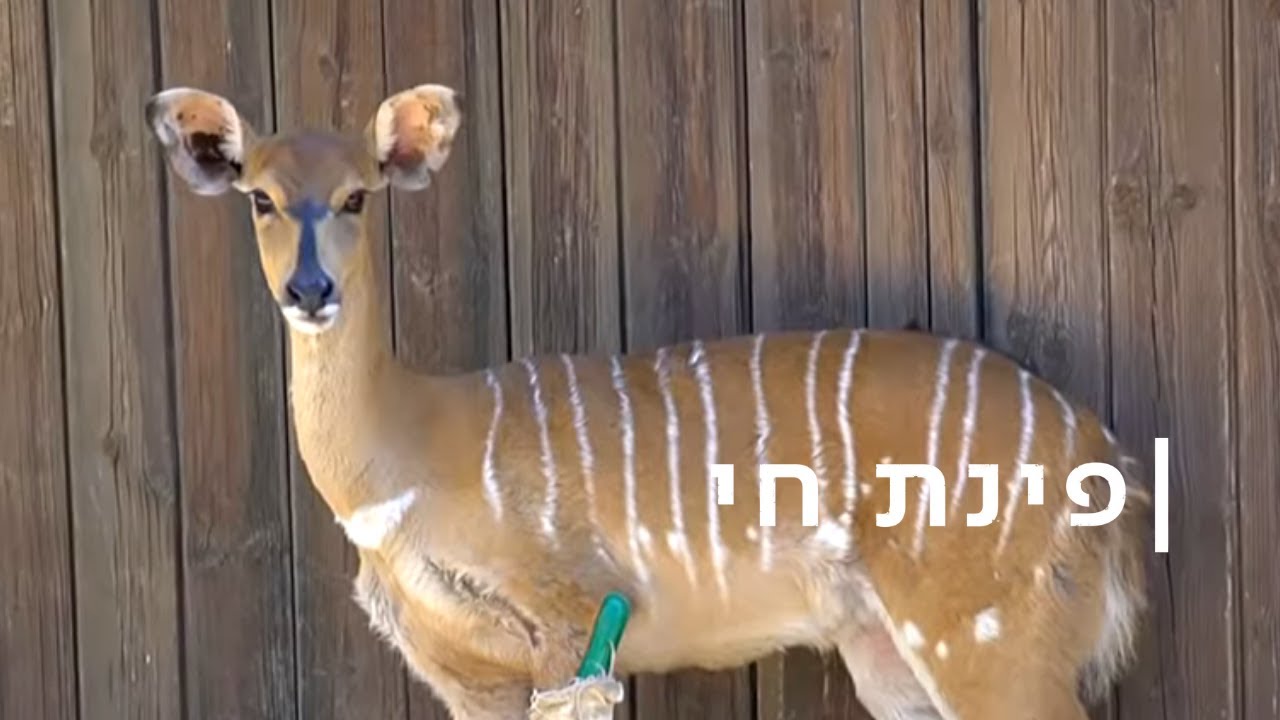 איך מעירים ג'ירפה, ומי החבר הטוב של הזברות?