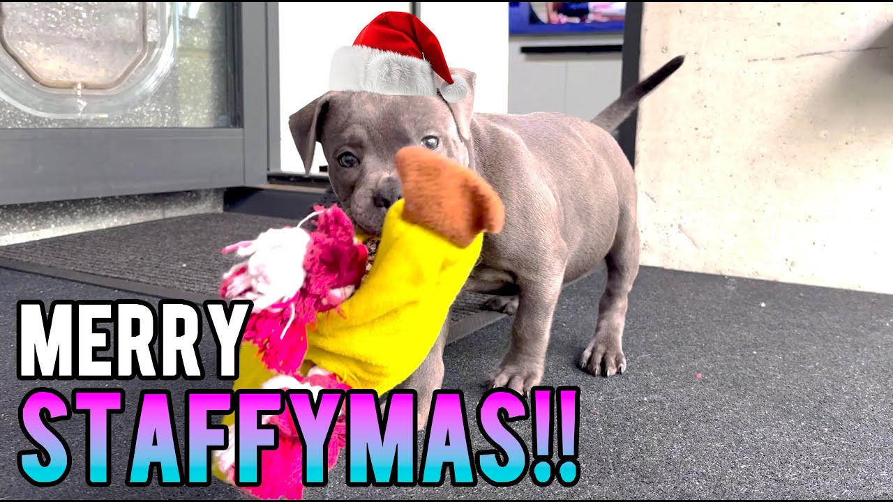 A Very Staffy Xmas: Puppy Mischief
