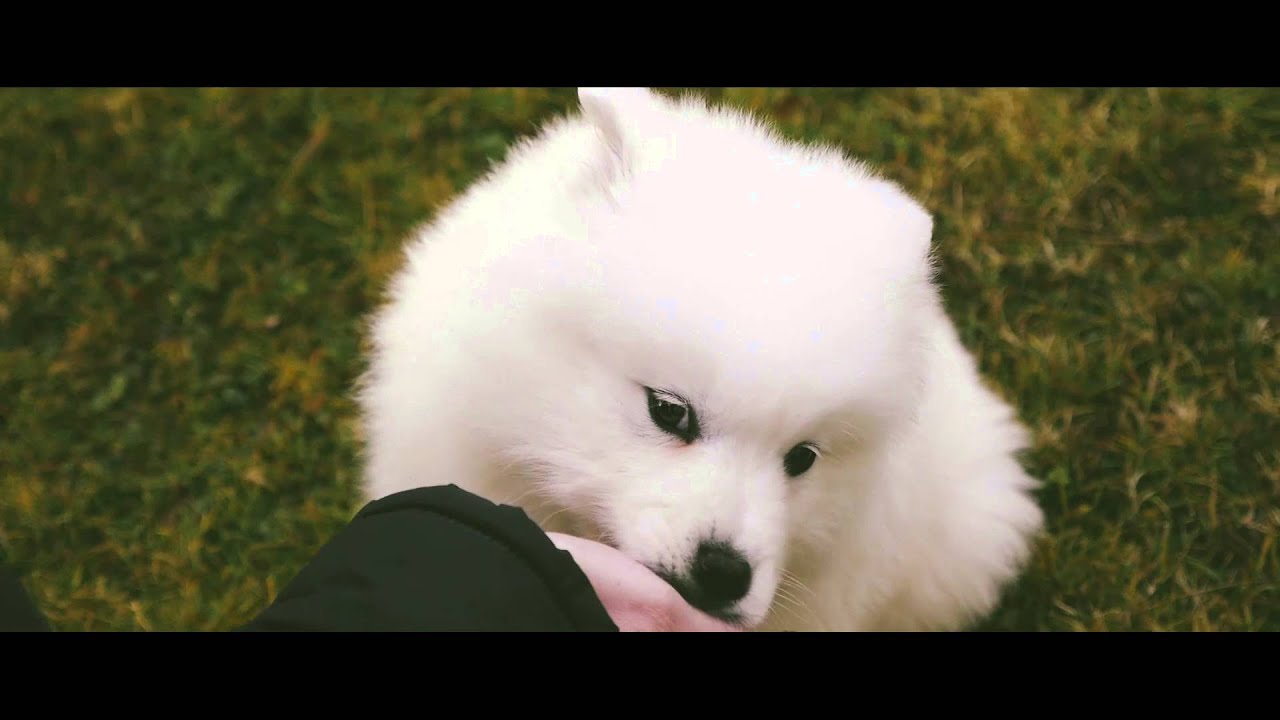 Aron Samojed