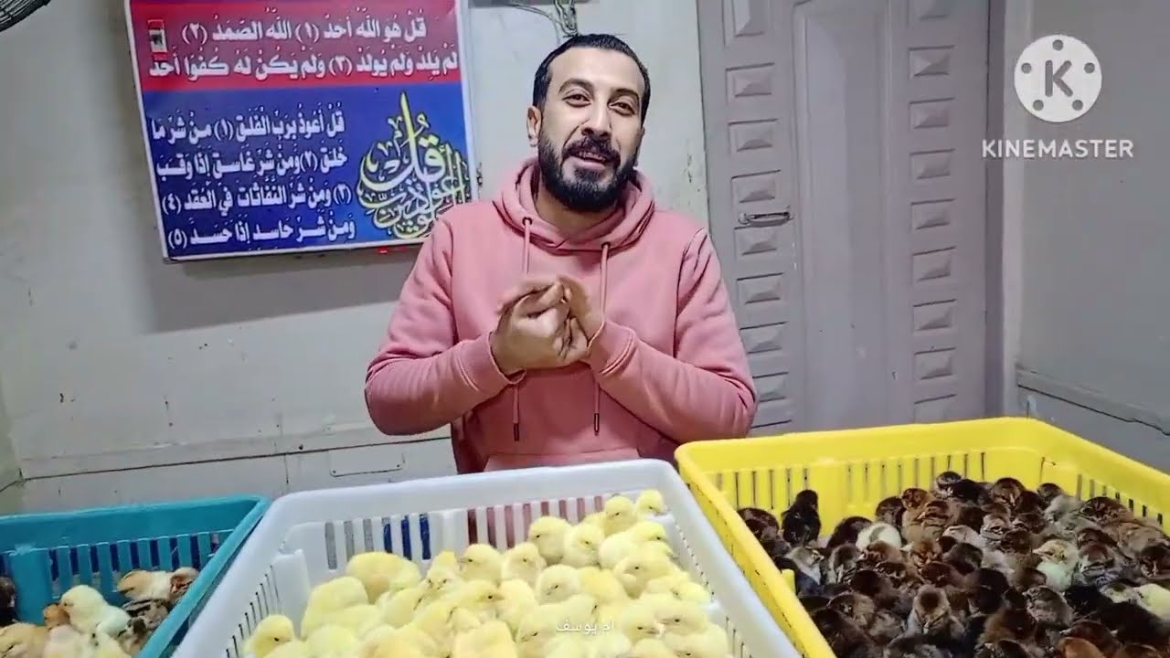 إنهيار الكتاكيت والبط اليوم في معمل البرماوى 1/29
