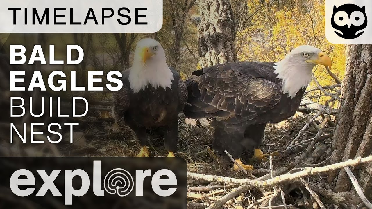 Bald Eagles Build Nest - Decorah Eagles Time-lapse 10/26/17